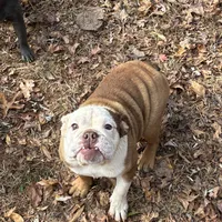 Butter, a female English Bulldog for sale in Mc Leansville, NC – Photo 2 of 3