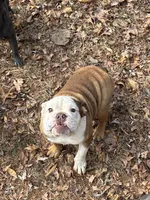 Butter, a female English Bulldog for sale in Mc Leansville, NC – Photo 2 of 3
