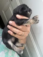 Marge , a female Shih Tzu for sale in Mc Leansville, NC – 5 of 5