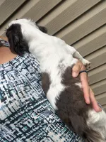 Rover , a male Shih Tzu for sale in Mc Leansville, NC – 3 of 3