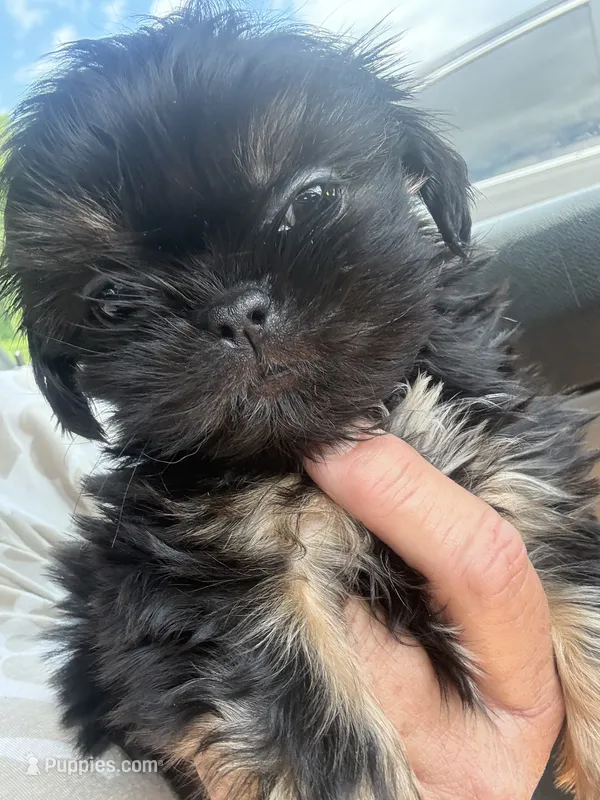 Juju babies – Shih Tzu puppy for sale in Mc Leansville, NC
