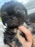 Juju babies, a male Shih Tzu for sale in Mc Leansville, NC – 1 of 5