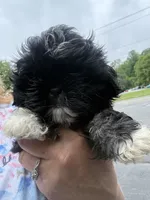 Bubbles, a female Shih Tzu for sale in Mc Leansville, NC – 3 of 3