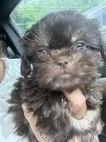 Juju babies, a male Shih Tzu for sale in Mc Leansville, NC – 4 of 5