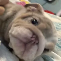 sweet pea, a female English Bulldog for sale in Mc Leansville, NC – 1 of 1