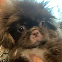 Ralph, a male Pekingese for sale in Mc Leansville, NC – Photo 1 of 3