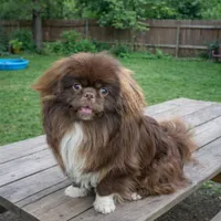 Ralph, a male Pekingese for sale in Mc Leansville, NC – Photo 3 of 3