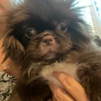 Ralph, a male Pekingese for sale in Mc Leansville, NC – Photo 2 of 3