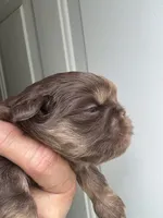 Simpson, a male Shih Tzu for sale in Mc Leansville, NC – 4 of 5