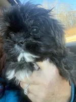 1 2 3 boy, a male Shih Tzu for sale in Mc Leansville, NC – Photo 1 of 3