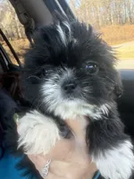 1 2 3 boy, a male Shih Tzu for sale in Mc Leansville, NC – Photo 2 of 3