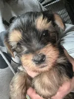 Cody, a male Yorkshire Terrier for sale in Mc Leansville, NC – Photo 1 of 2