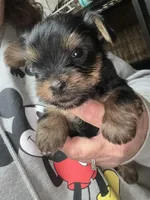 Cody, a male Yorkshire Terrier for sale in Mc Leansville, NC – Photo 2 of 2