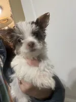 Choc boys, a male Yorkshire Terrier for sale in Mc Leansville, NC – Photo 2 of 3