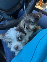 Choc boys, a male Yorkshire Terrier for sale in Mc Leansville, NC – Photo 3 of 3