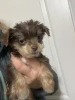 Choc boys, a male Yorkshire Terrier for sale in Mc Leansville, NC – Photo 1 of 3