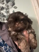 Tigger, a male Shih Tzu for sale in Mc Leansville, NC – Photo 3 of 3