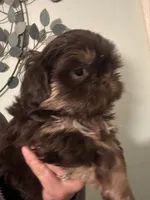 Tigger, a male Shih Tzu for sale in Mc Leansville, NC – Photo 1 of 3