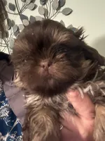 Tigger, a male Shih Tzu for sale in Mc Leansville, NC – Photo 2 of 3