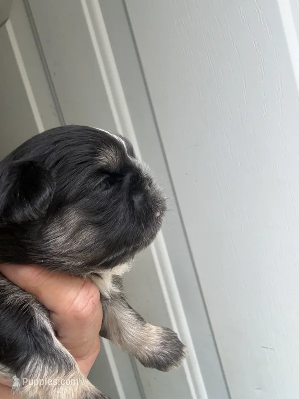 Bart – Shih Tzu puppy for sale in Mc Leansville, NC