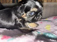 Tigger, a male Shih Tzu for sale in Mc Leansville, NC – Photo 1 of 3