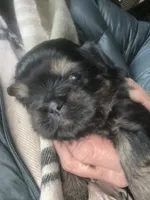 Tigger, a male Shih Tzu for sale in Mc Leansville, NC – Photo 3 of 3