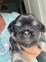 Marge , a female Shih Tzu for sale in Mc Leansville, NC – 3 of 5