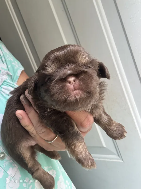 Simpson – Shih Tzu puppy for sale in Mc Leansville, NC