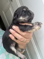 Marge , a female Shih Tzu for sale in Mc Leansville, NC – 2 of 5