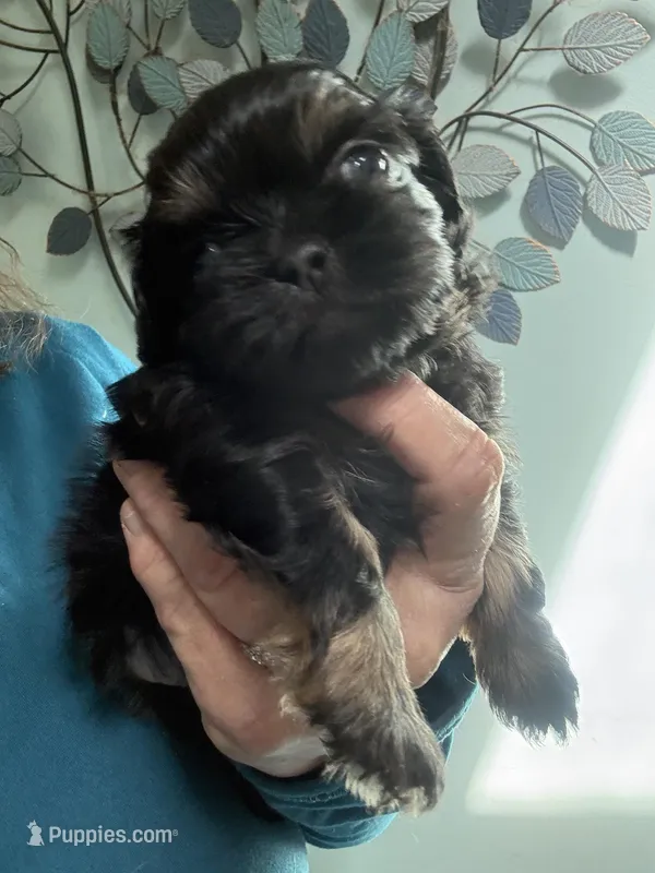 Eyor, a male Shih Tzu for sale in Mc Leansville, NC – Photo 1 of 1