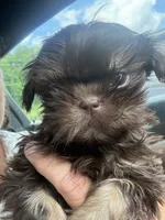Juju babies, a male Shih Tzu for sale in Mc Leansville, NC – 5 of 5