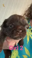 Judy, a female Shih Tzu for sale in Mc Leansville, NC – Photo 4 of 6