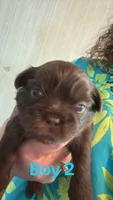 Judy, a female Shih Tzu for sale in Mc Leansville, NC – Photo 3 of 6