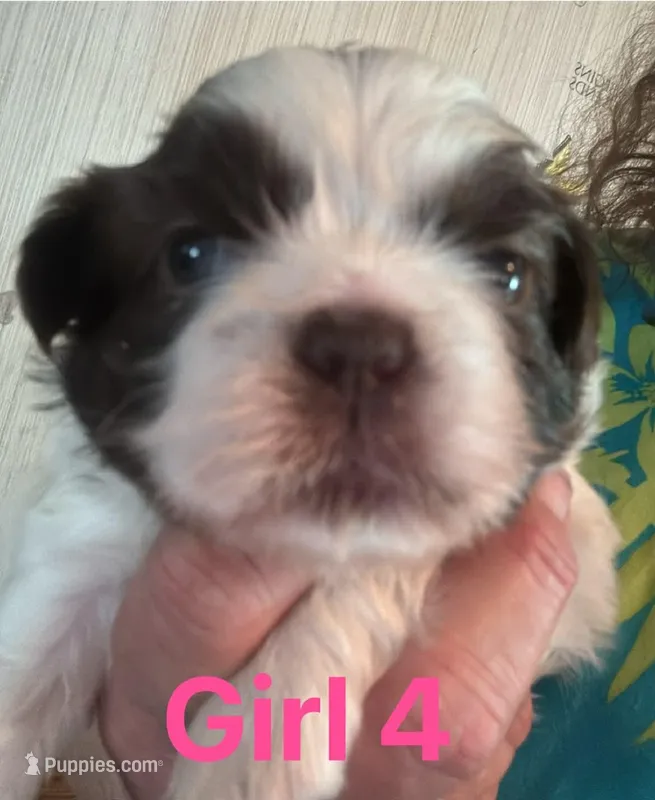 Judy, a female Shih Tzu for sale in Mc Leansville, NC – Photo 1 of 6