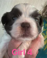 Judy, a female Shih Tzu for sale in Mc Leansville, NC – Photo 1 of 6