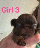 Judy, a female Shih Tzu for sale in Mc Leansville, NC – Photo 2 of 6