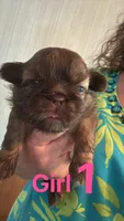 Judy, a female Shih Tzu for sale in Mc Leansville, NC – Photo 6 of 6