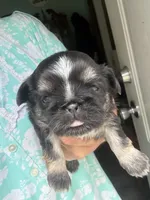 Bart, a male Shih Tzu for sale in Mc Leansville, NC – 4 of 4