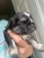 Bart, a male Shih Tzu for sale in Mc Leansville, NC – 3 of 4