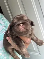 Simpson, a male Shih Tzu for sale in Mc Leansville, NC – 3 of 5