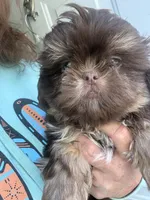 Tigger, a male Shih Tzu for sale in Mc Leansville, NC – 1 of 1