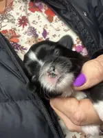 Dixie, a female Shih Tzu for sale in Mc Leansville, NC – Photo 1 of 2