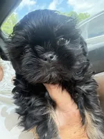 Juju babies, a male Shih Tzu for sale in Mc Leansville, NC – 3 of 5
