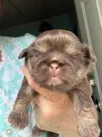 Simpson, a male Shih Tzu for sale in Mc Leansville, NC – 2 of 5
