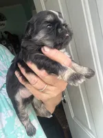 Bart, a male Shih Tzu for sale in Mc Leansville, NC – 2 of 4
