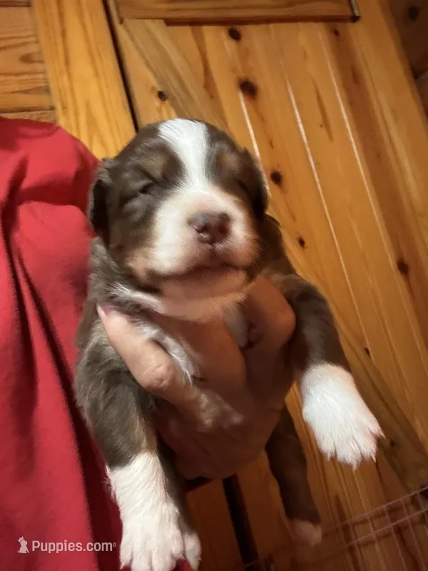 Red Tri Girl – Australian Shepherd puppy for sale in Conyers, GA