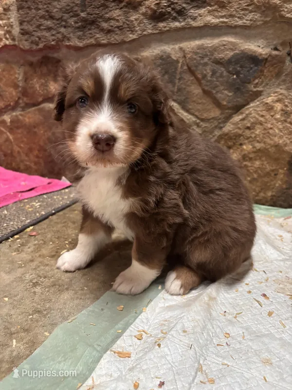 Red Tri Girl – Australian Shepherd puppy for sale in Conyers, GA