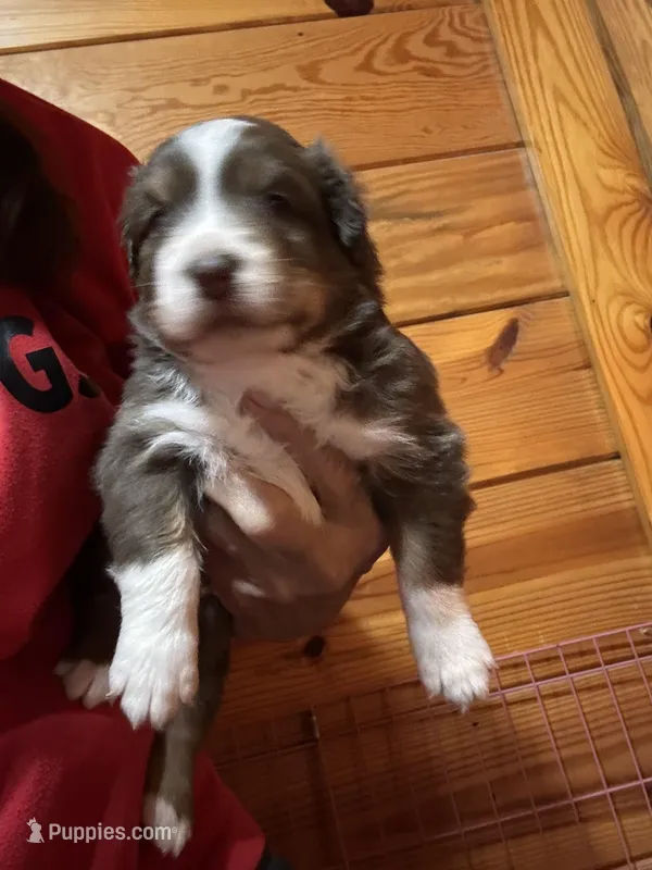 Red Tri Girl – Australian Shepherd puppy for sale in Conyers, GA