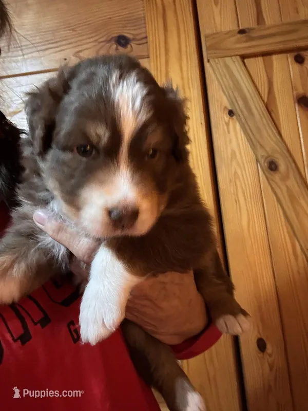 Red Tri Girl – Australian Shepherd puppy for sale in Conyers, GA
