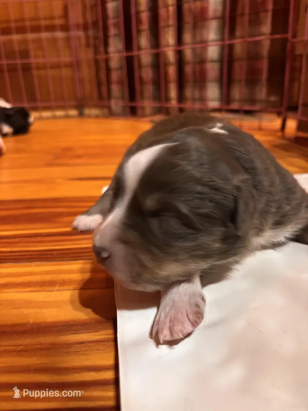 Red Tri Girl – Australian Shepherd puppy for sale in Conyers, GA